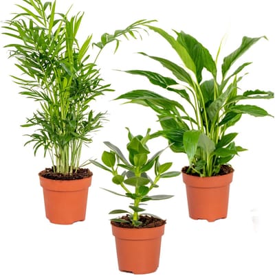 Slaapkamerplanten Mix - Met Spathiphyllum, Clusia & Chamaedorea - Set van 3 - Luchtzuiverende plant binnen - ⌀12 cm