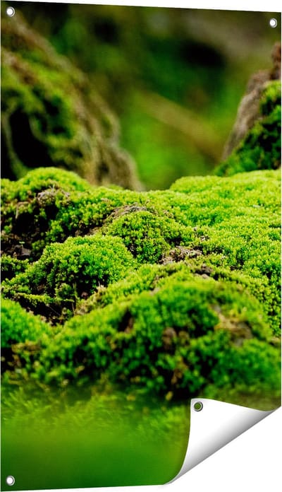 Gards Tuinposter Groen Mos - 60x90 cm - Tuindoek - Tuindecoratie - Wanddecoratie buiten - Tuinschilderij