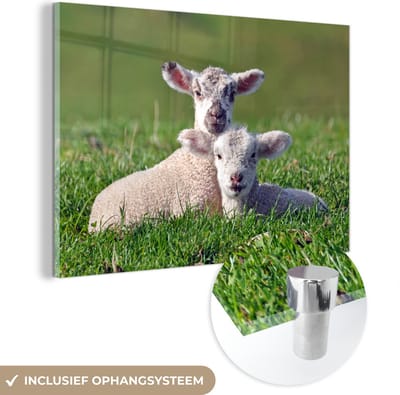 ® Glasschilderij 180x120 cm - Schilderij acrylglas - Twee lammetjes liggen samen in het hoge gras - Foto op glas - Muurdecoratie woonkamer - Wanddecoratie slaapkamer - Schilderijen