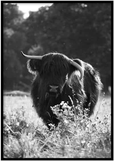 Poster Schotse Hooglander  - 30x40cm met Fotolijst – Natuur Poster – Ingelijst