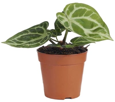 JUNAVERA Anthurium Silver Blush terrariumplant met fluweelblad en zilveren nerven | 12 cm pot | 35 cm hoog