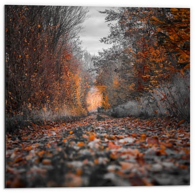 Dibond - Pad gevuld met Herfstbladeren  - 50x50cm Foto op Aluminium (Met Ophangsysteem)