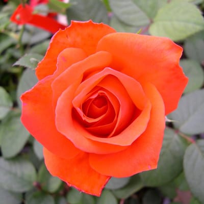 Rosa 'Kanegem' - Prachtige rozen voor in de tuin