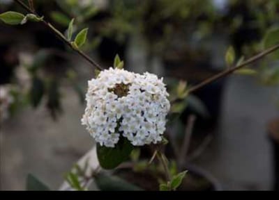 Viburnum burkwoodii - Sneeuwbal 50- 60 cm in pot
