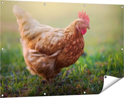 Gards Tuinposter Kip in het Gras - 120x80 cm - Tuindoek - Tuindecoratie - Wanddecoratie buiten - Tuinschilderij