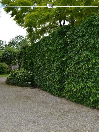 Ierse Klimop Hedera hibernica 100-125 cm in Pot, 200x Haagplant