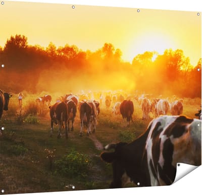 Gards Tuinposter Kudde Koeien in Weiland bij Zonsondergang - 150x120 cm - Tuindoek - Tuindecoratie - Wanddecoratie buiten - Tuinschilderij