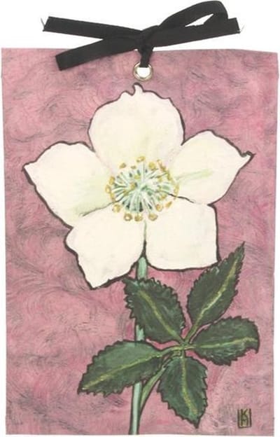 Geurzakje Helleborus niger (lavender lilac) 17x11,5cm