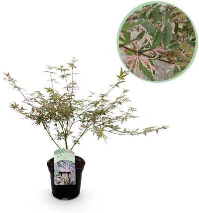 Plantenboetiek.nl | Japanse Esdoorn - Acer palmatum Iyoshi - Roze - Bladverliezend - Ø25cm - 60-70cm hoog - Tuinplant