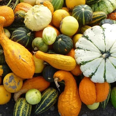 Pompoen zaden - Eetbare pompoenen mix