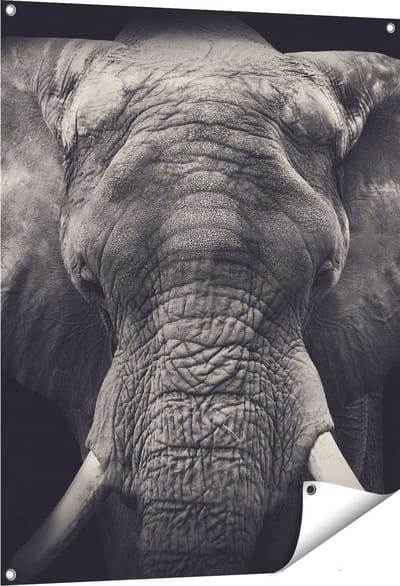 Gards Tuinposter Olifantenkop - Olifant - Zwart Wit - 80x100 cm - Tuindoek - Tuindecoratie - Wanddecoratie buiten - Tuinschilderij
