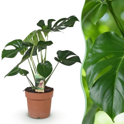 Green BoutiQ - Kamerplanten - Monstera Deliciosa - Gatenplant - Weinig onderhoud - Groen - 1 Plant - Pot 17cm - Hoogte 50-55cm