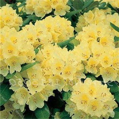 Azalea Zaden - Bloemenzaadjes - Tuinieren Thuis - Makkelijk Kweekbaar - 50 Stuks - 15 Kleuren