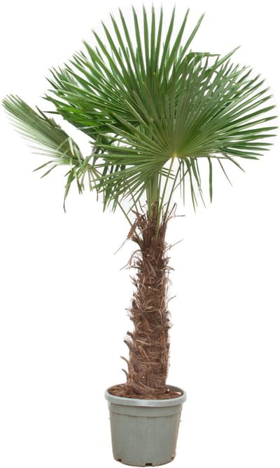 Plantenboetiek.nl | Trachycarpus Fortunei - Ø40-55cm - 235-260cm hoog - Tuinplant