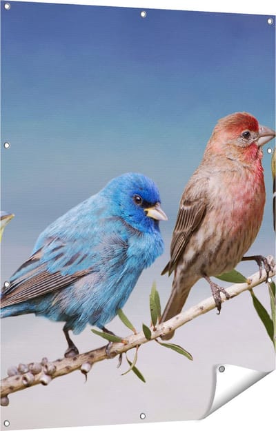 Gards Tuinposter Kleurrijke Zangvogels op een Tak - Kleur - 90x120 cm - Tuindoek - Tuindecoratie - Wanddecoratie buiten - Tuinschilderij