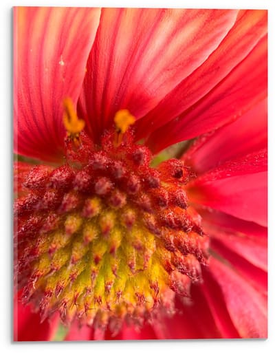 Acrylglas - Rode Bloem van Dichtbij  - 30x40cm Foto op Acrylglas (Met Ophangsysteem)