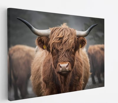 Saammp Canvas Schilderij - Schotse Hooglander Koe - Portret - Natuur - Dieren - 45x30 - Foto op canvas - Wanddecoratie - Muurdecoratie Woonkamer - Slaapkamer decoratie - Canvas Print