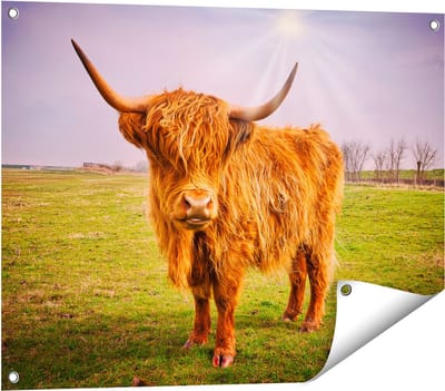 Gards Tuinposter Bruine Schotse Hooglander Koe - Kleur - 80x60 cm - Tuindoek - Tuindecoratie - Wanddecoratie buiten - Tuinschilderij