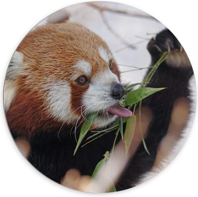 Dibond Wandcirkel - Etende Rode Panda - 100x100cm Foto op Aluminium Wandcirkel (met ophangsysteem)