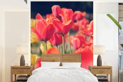 Behang - Fotobehang Tulpen - Bloemen - Natuur - Breedte 165 cm x hoogte 220 cm