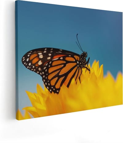 Artaza Canvas Schilderij Monarchvlinder - 50x40 cm - Wanddecoratie Bloem - Schilderijen Op Canvas Natuur - Geel