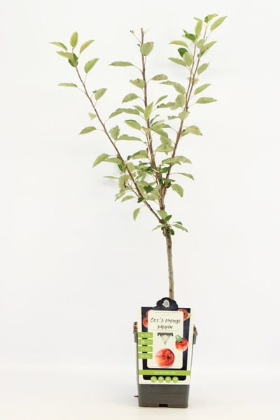 Patio Appelboom - Malus domestica 'Cox's Orange Pippin' - Fruitboom - Hoogte 90-100 cm