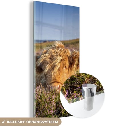 MuchoWow® Glasschilderij 20x40 cm - Schilderij acrylglas - Schotse Hooglander - Heide - Gras - Dieren - Foto op glas - Schilderijen