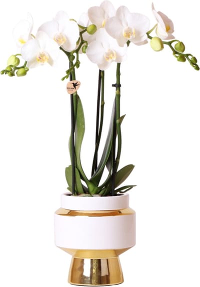 Witte Phalaenopsis orchidee – Amabilis + Le Chic sierpot goud – potmaat Ø9cm – 40cm hoog -