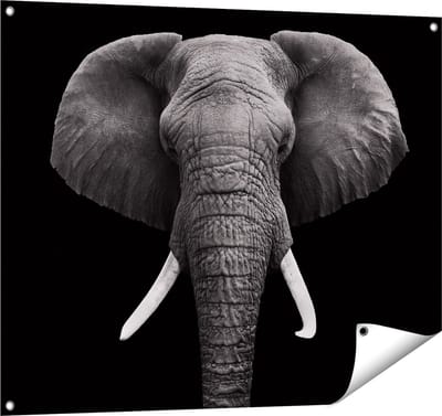 Gards Tuinposter Olifantenkop - Olifant - Zwart Wit - 100x80 cm - Tuindoek - Tuindecoratie - Wanddecoratie buiten - Tuinschilderij