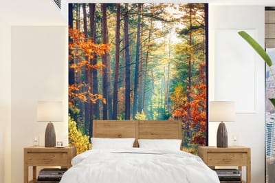Behang - Fotobehang Bos - Zon - Natuur - Herfst - Breedte 165 cm x hoogte 220 cm