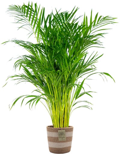 Bloomique - Dypsis Lutescens - Goudpalm - Areca - Palm - Kamerplanten - Luchtzuiverend - Diervriendelijk - Hoogte 100-110 cm - Jute Mand 21 cm