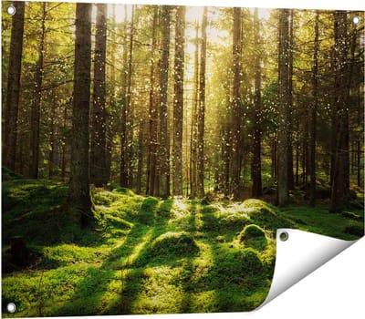 Gards Tuinposter Bos met Groen Mos op de Grond - 80x60 cm - Tuindoek - Tuindecoratie - Wanddecoratie buiten - Tuinschilderij