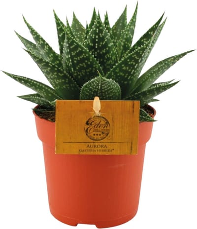 Plantenboetiek.nl | Gasteria Hybride Aurora - Ø10,5cm - 15cm hoog - Kamerplant - Groenblijvend