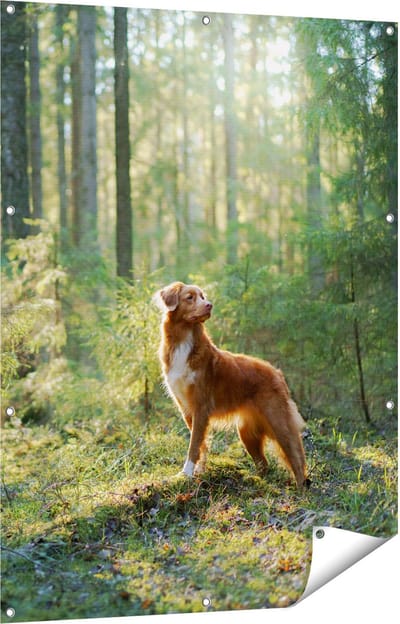 Gards Tuinposter Retriever Hond in het Bos met Zon - 90x120 cm - Tuindoek - Tuindecoratie - Wanddecoratie buiten - Tuinschilderij