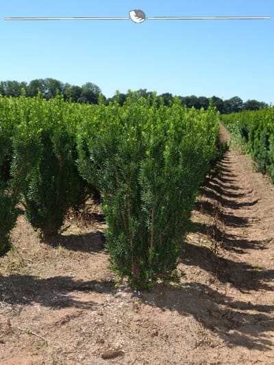 Laurier Prunus Genolia 140-160 cm in Pot, 50x Haagplant