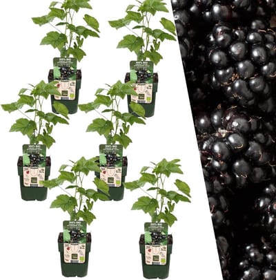 Plants by Frank | 6 Bramenplanten | 100% Biologische Fruitplanten | Bramen | Tuinplanten | Winterharde Planten voor de Tuin