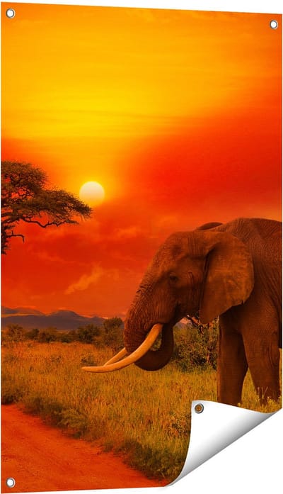 Gards Tuinposter Olifant in het Wild tijdens Zonsondergang - 60x90 cm - Tuindoek - Tuindecoratie - Wanddecoratie buiten - Tuinschilderij