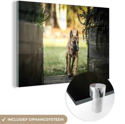 ® Glasschilderij 180x120 cm - Schilderij acrylglas - Een Mechelse herder tussen de plantenbakken - Foto op glas - Muurdecoratie woonkamer - Wanddecoratie slaapkamer - Schilderijen