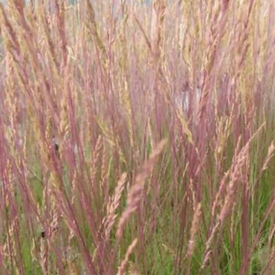 6x Smele - Deschampsia cespitosa 'Palava' - Pot 9x9cm