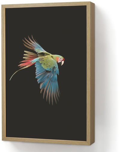 Wandlamp 40x60 cm - Oplaadbaar - Papegaai - Kleurrijk - Vleugels - Sierlijk - Wandlampen binnen woonkamer - Slaapkamer lamp - Decoratieve nachtlamp - Vloerlamp draadloos