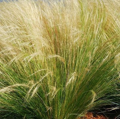 6 x Stipa Tenuifolia - Vedergras pot 9x9cm - Delicaat Vedergras