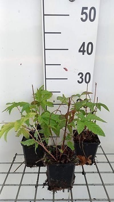 6x Mourasspirea - Filipendula palm. 'Nana' | 9x9 cm pot