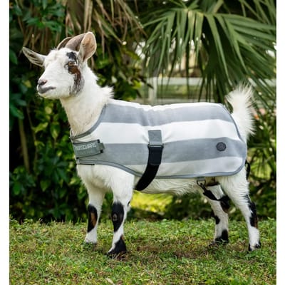 Dekentje voor een geit Horseware Newmarket 500g