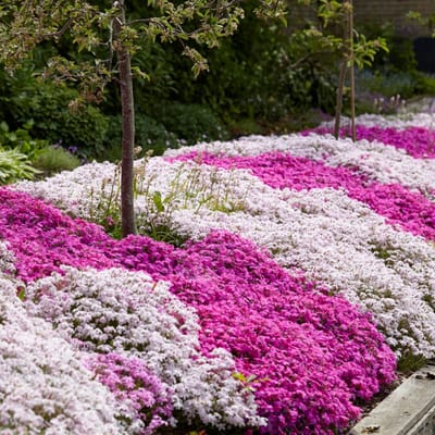 Kussenphlox (Phlox subulata) - mix Kruipende Vlambloem (Driepack) - Vaste planten - Bijen-Vlinders - Snijbloemen - Geurend - Zomerbollen