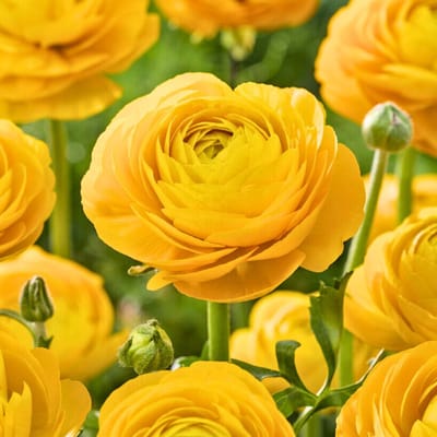 Aziatische ranonkel (Ranunculus Asiaticus) - Ranonkel Geel - Ranunculus dubbel - Bijen-Vlinders - Snijbloemen - (Ook)-Voor in huis - Zomerbollen
