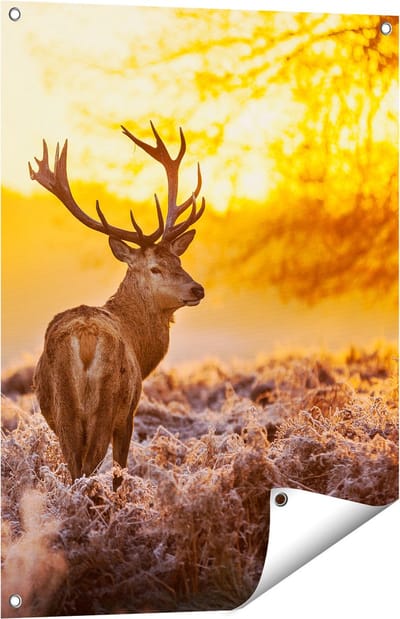 Gards Tuinposter Hert in Bos tijdens de Zonsopkomst - 60x80 cm - Tuindoek - Tuindecoratie - Wanddecoratie buiten - Tuinschilderij