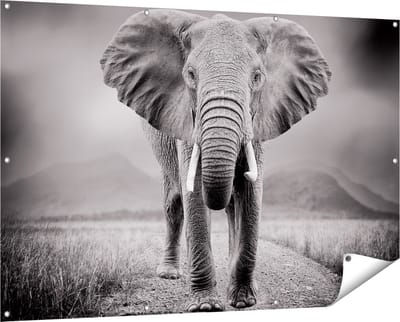 Gards Tuinposter Olifant - Zwart Wit - 150x100 cm - Tuindoek - Tuindecoratie - Wanddecoratie buiten - Tuinschilderij
