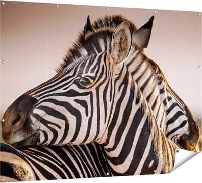 Gards Tuinposter Twee Knuffelende Zebra's - 160x120 cm - Tuindoek - Tuindecoratie - Wanddecoratie buiten - Tuinschilderij