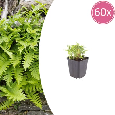 Tuinplantenshop.com | Polypodium vulgare | 60 stuks - Ø9cm - 10-25cm hoog - Tuinplant