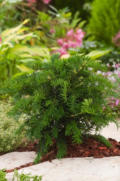 Arbustes de haie - Un ensemble 1 - Taxus baccata 'Repandens' - (3L) 25-30 cm